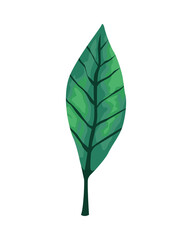 tropical leaf palm nature icon