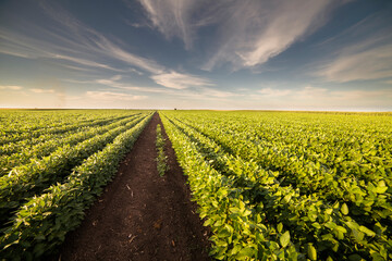 Open soybean field at sunset.