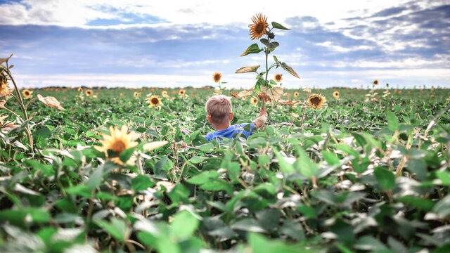 Local travel. Kid having fun in sunflower field at summer, outdoor lifestyle