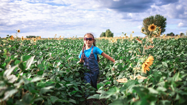 Local travel. Kid having fun in sunflower field at summer, outdoor lifestyle - Powered by Adobe