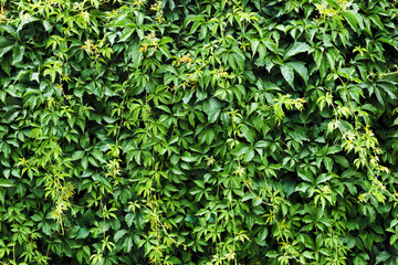 Climber plant background. Creeper plant texture. Gedge bush pattern. Green natural summer wall. Home outdoor decoration.