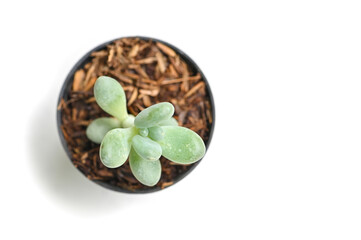 Succulent on white background - isolated