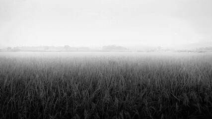 Obraz na płótnie Canvas Black and white shot of wheat field covered in mist