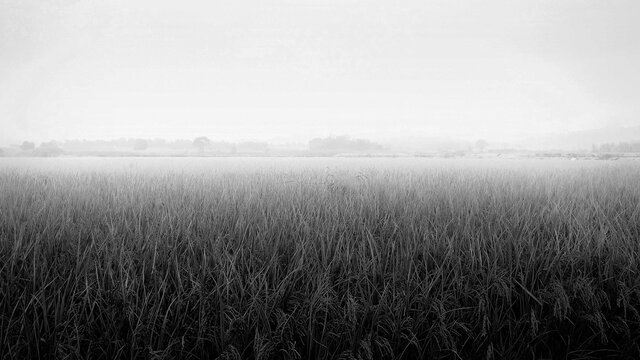 Black and white shot of wheat field covered in mist