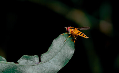 Close - up taken an orange fly standing on the leaves. Insect macro photography in nature from Thailand Khao Yai  national park 