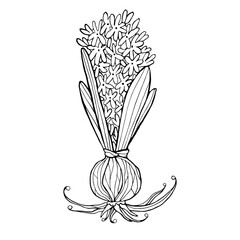Vector black and white hyacinth Coloring page.