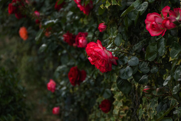 Pink roses on a Bush in selective focus. Beautiful delicate trailing garden roses on a blurred background. A summer of juicy colors. Queen of the garden. The horizontal composition.