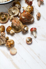 Northern forest mushrooms