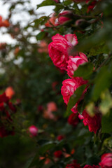 Pink roses on a Bush in selective focus. Beautiful delicate trailing garden roses on a blurred background. A summer of juicy colors. Queen of the garden. The vertical composition.