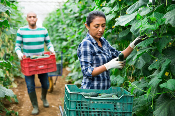 Portrait of hispanic woman working in glasshouse, harvesting ripe cucumbers