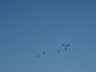 gaviotas y cigüeñas en humedales