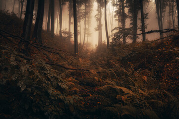 Fototapeta premium dark forest with fog, trees and plants