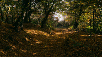 path in the woods on autumn morning