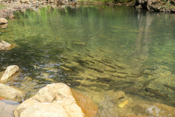 small river in the forest