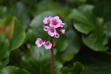 Fototapeta premium Blüten einer Bergenie (Bergenia)