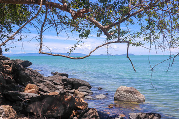 tree on the shore of the sea