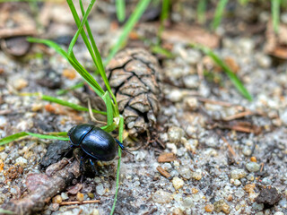 Portrait of dung beetle in forest.
