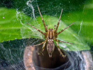 Aglaoctenus is a genus of wolf spiders