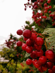 A bunch of red viburnum berries close-up on a bush.