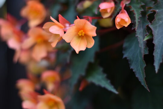 Bl&uuml;hende Begonie (Begonia)