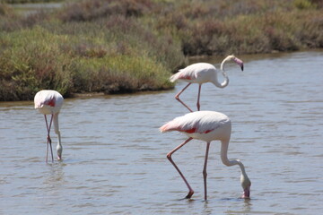gaviotas y cigüeñas en humedales