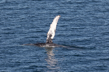 Humpback Whale waving it's pectoral fin, Loreto in Baja California, Mexico