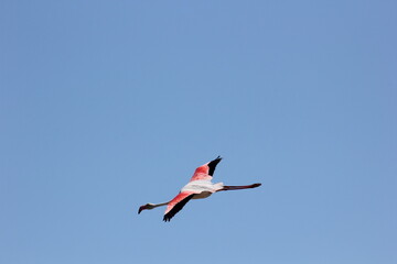 Fototapeta premium flamencos en un humedal