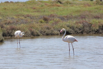 flamencos en un humedal
