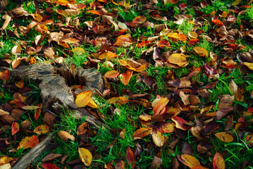 落ち葉　枯れ葉　秋　切り株　素材