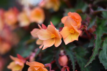 Blühende Begonie (Begonia)