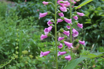 Delicate pink bells bloom in the summer garden. Natural beauty.