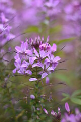 Blühende Spinnenblume (Cleome)