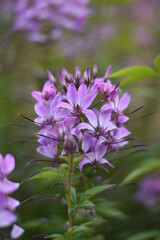 Blühende Spinnenblume (Cleome)