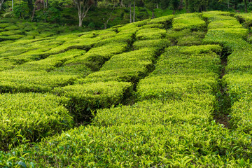 Tea plantations Cameron Valley. Green hills in the highlands of Malaysia. Tea production. Green bushes of young tea.
