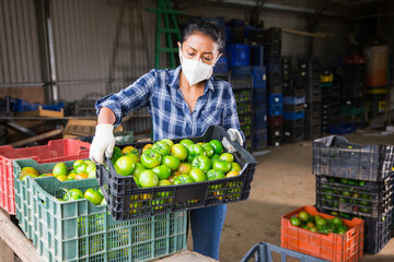 Latino woman in protective mask sorts green tomatoes in the backyard of the farm