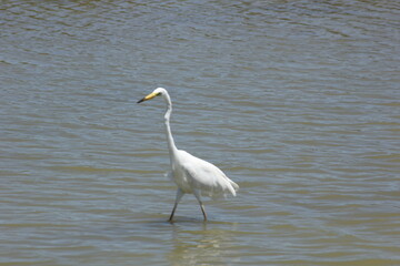 garza blanca con pico amarillo y negro