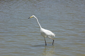 garza blanca con pico amarillo y negro