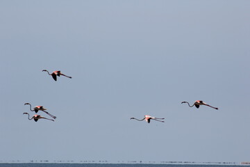 flamencos volando en el delta del ebro
