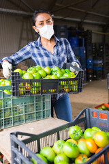 Focused hispanic woman gardener wearing protective face mask sorting and checking harvested green tomatoes in warehouse