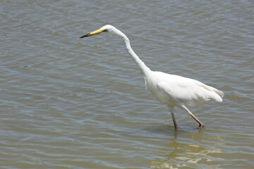 garza blanca con pico amarillo y negro