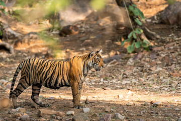 wild female tiger T106 of Ranthambore Shifted to Mukundra hills tiger reserve numbered as MT2 becomes first tigress of this national park under tiger relocation project in india