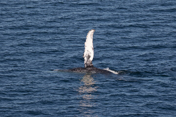 Humpback Whale waving it's pectoral fin, Loreto in Baja California, Mexico