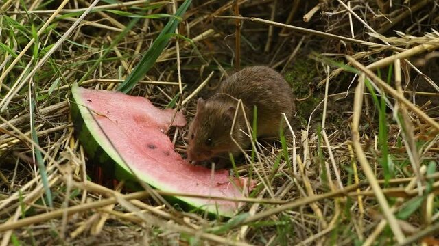 Small brown field mouse sits in the grass and eats a piece of watermelon