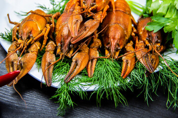 Red boiled crawfish on a white plate with a dill and parsley on the dark wood background.