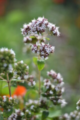 Blühender Oregano (Origanum vulgare)