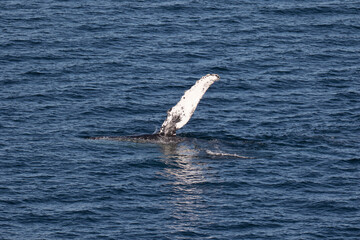 Fototapeta premium Humpback Whale waving it's pectoral fin, Loreto in Baja California, Mexico