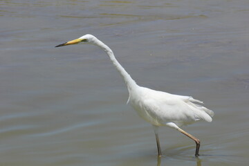 garza blanca con pico amarillo y negro