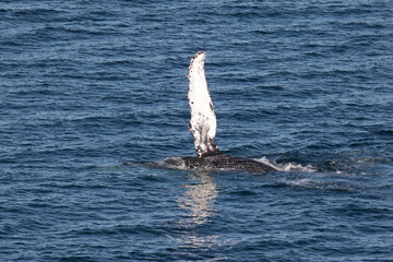 Humpback Whale waving it's pectoral fin, Loreto in Baja California, Mexico