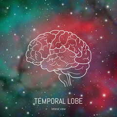 Brain structure. Cerebral cortex, temporal lobe scientific medical neuro biology illustration in front of outer space background