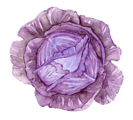 Red cabbage watercolor illustration. Garden Vegetables, harvest. Salad, ingredient, healthy vegan food, agriculture.